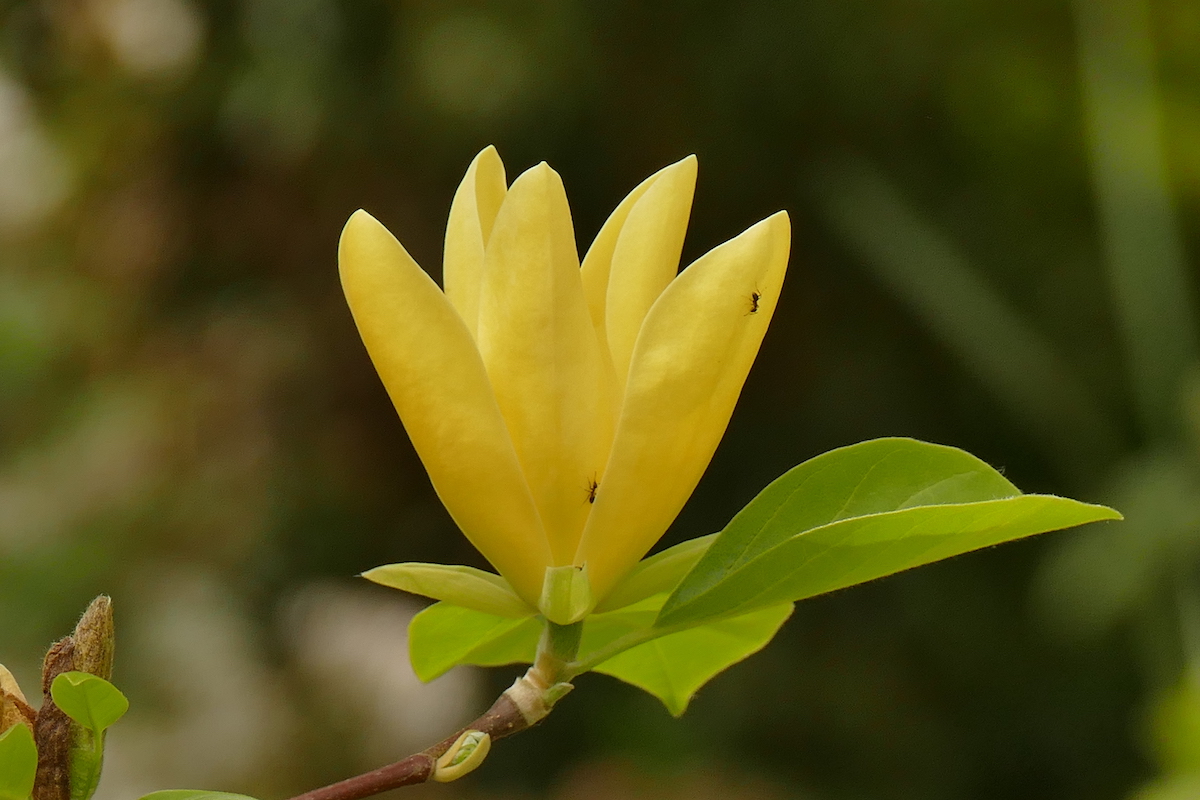 Daphne